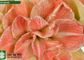 hippeastrum Exnym (3)